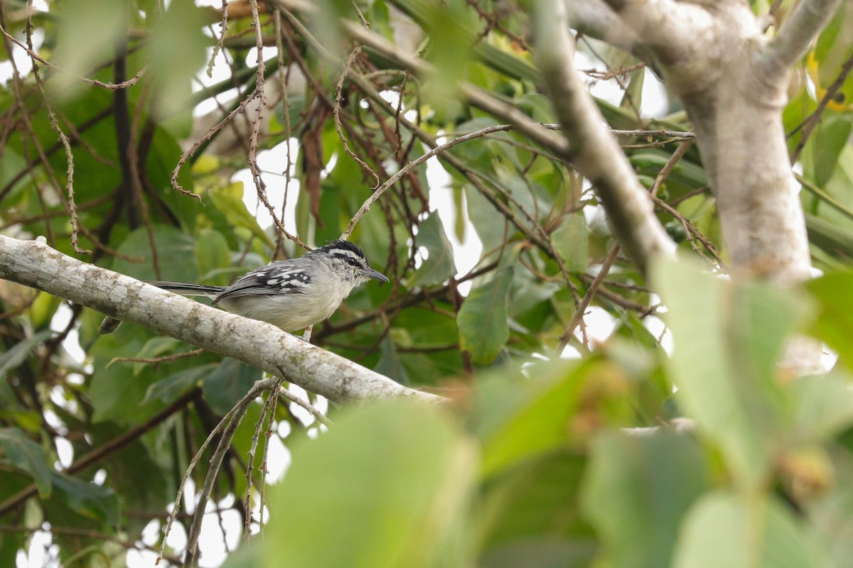 Creamy-bellied Antwren - ML612456892