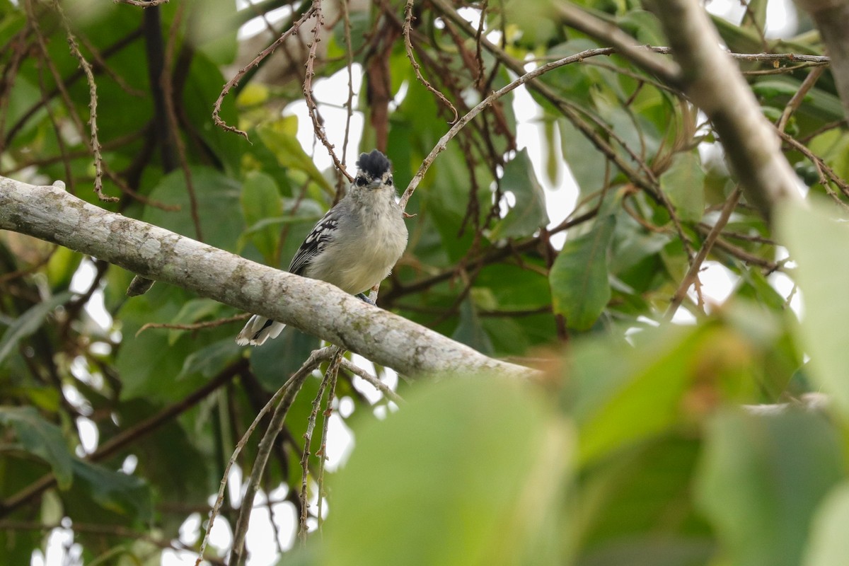 Creamy-bellied Antwren - Clayton Borzini