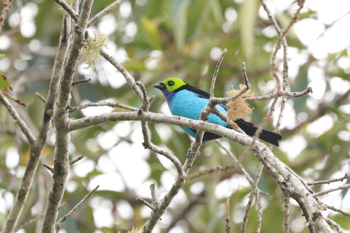 Paradise Tanager - ML612456903