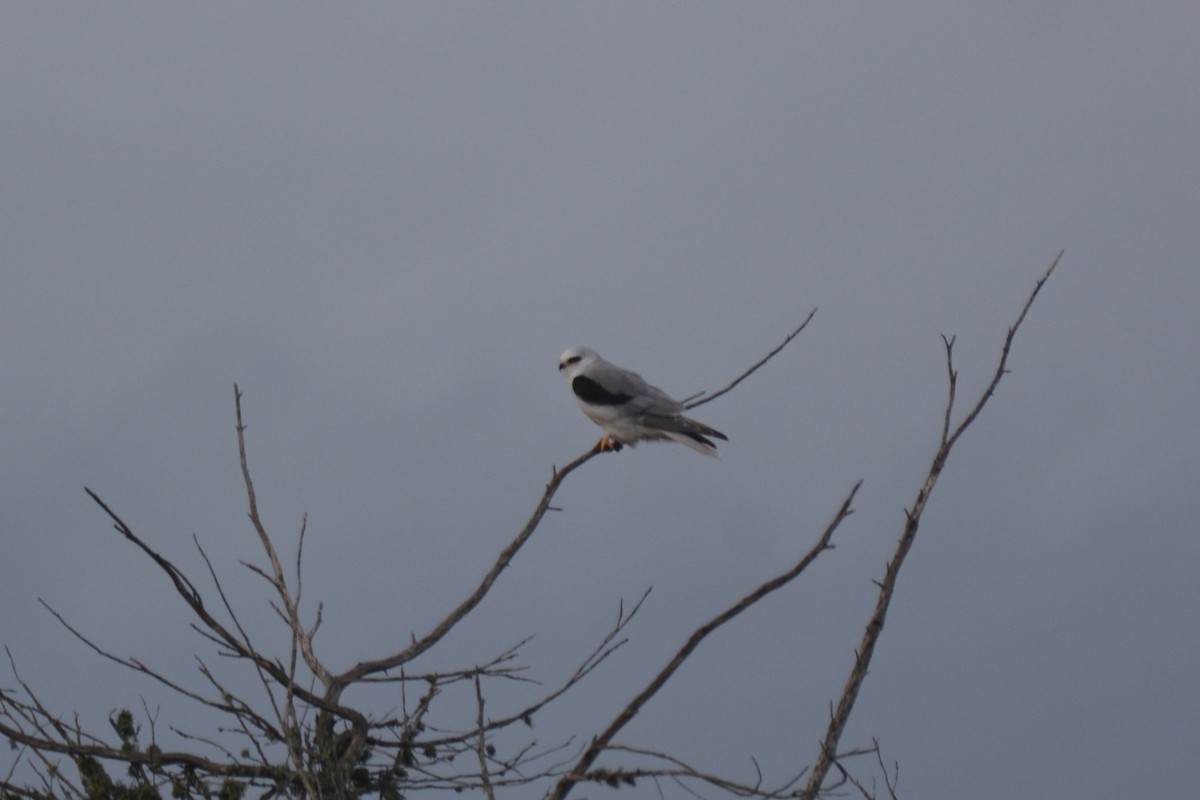 White-tailed Kite - ML612456982