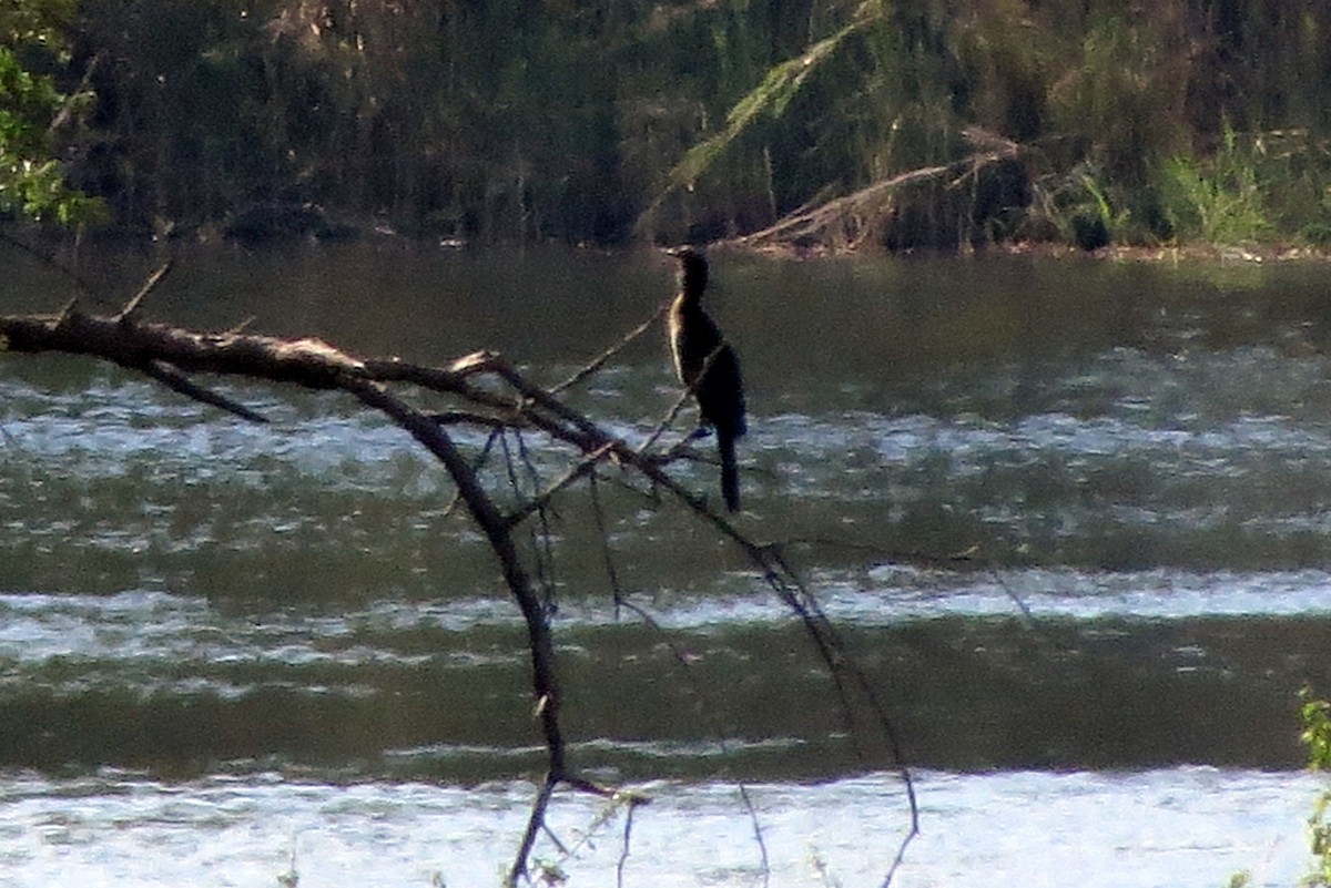 Long-tailed Cormorant - ML612456997