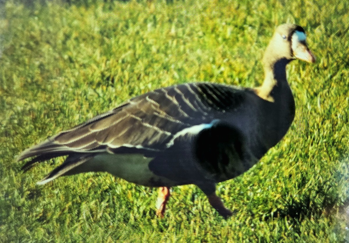 Greater White-fronted Goose - ML612457078