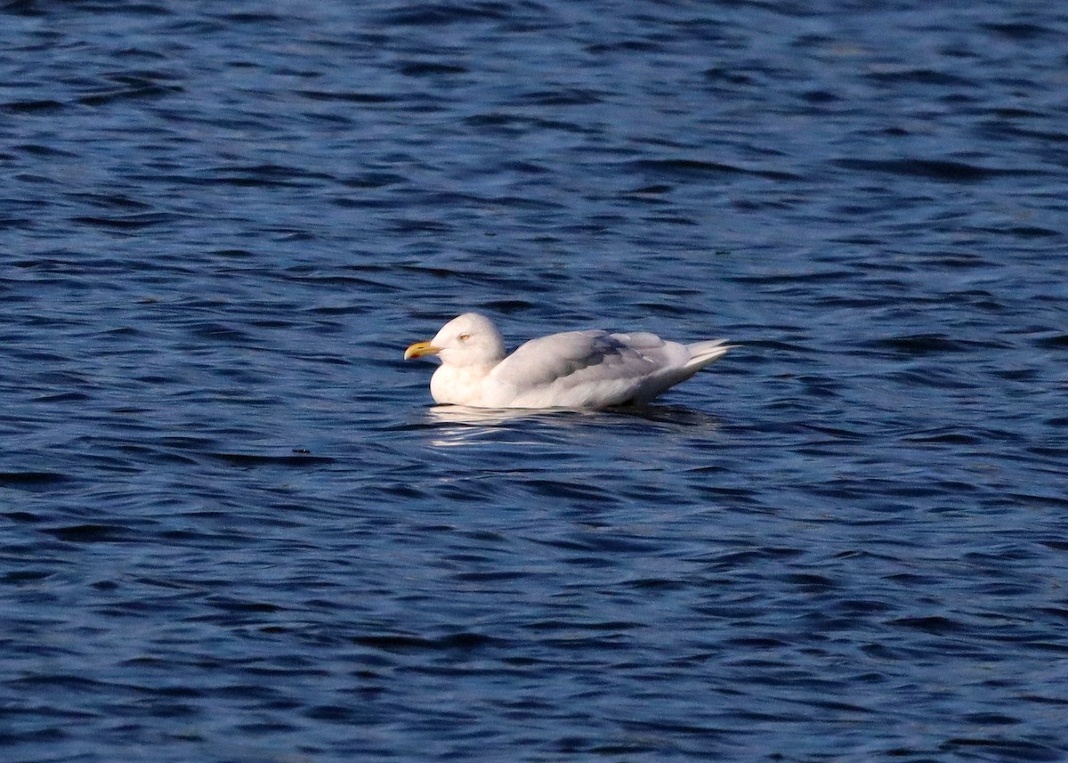 Glaucous Gull - ML612457079