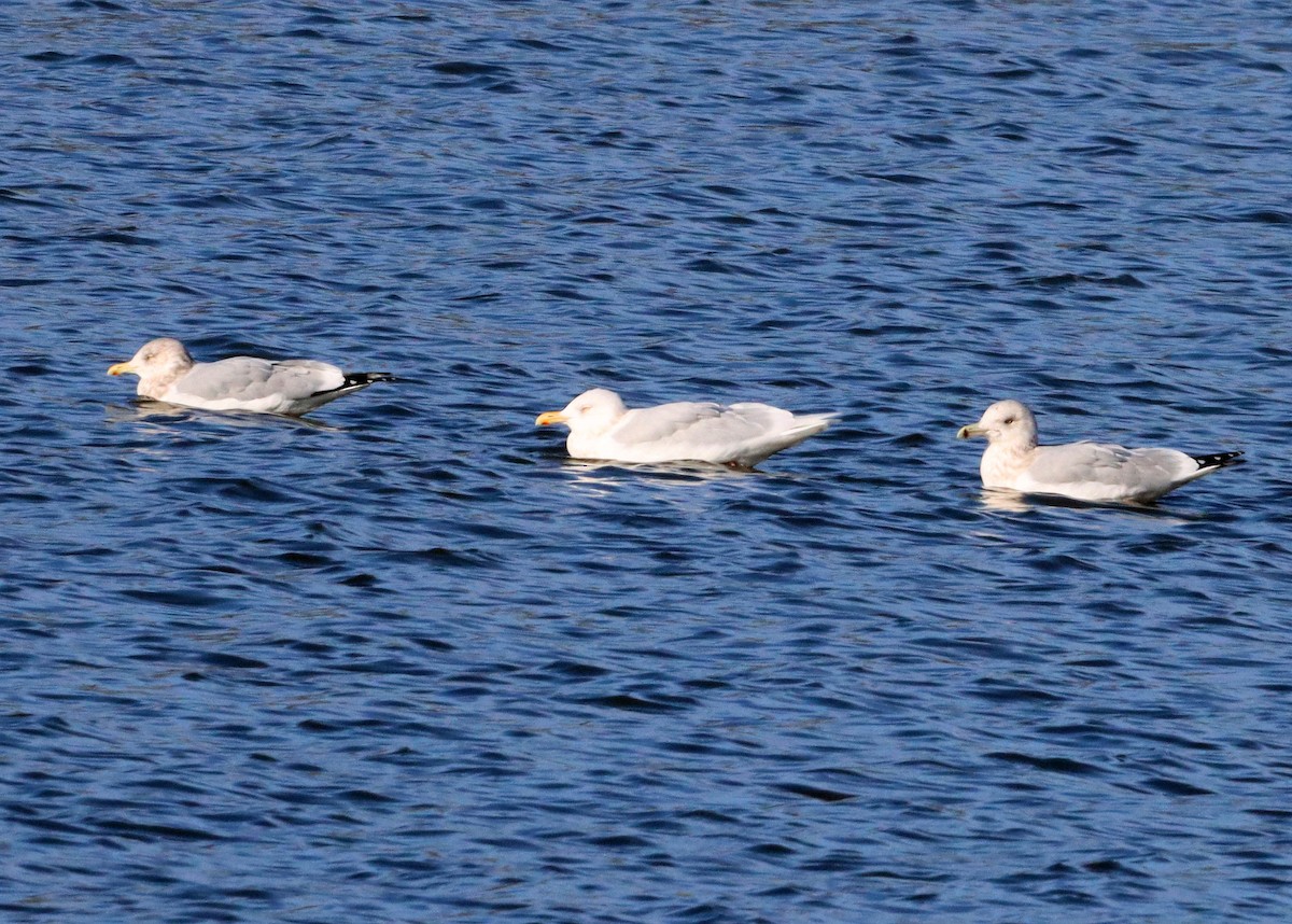 Glaucous Gull - ML612457080