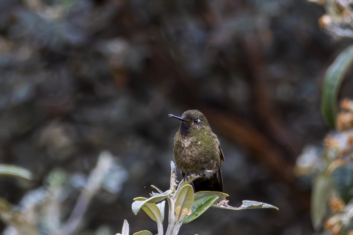 Violet-throated Metaltail - ML612457211