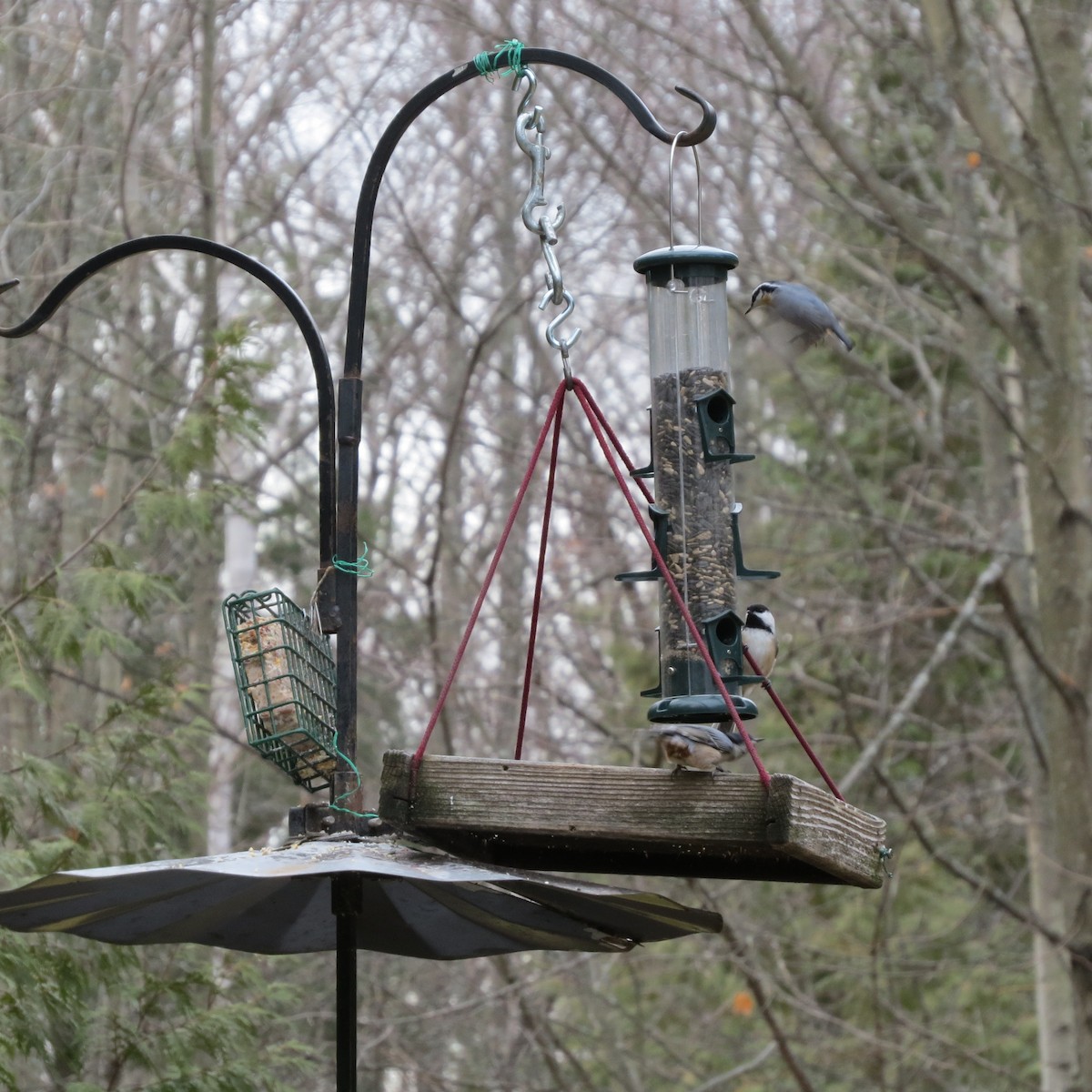 Red-breasted Nuthatch - ML612457447