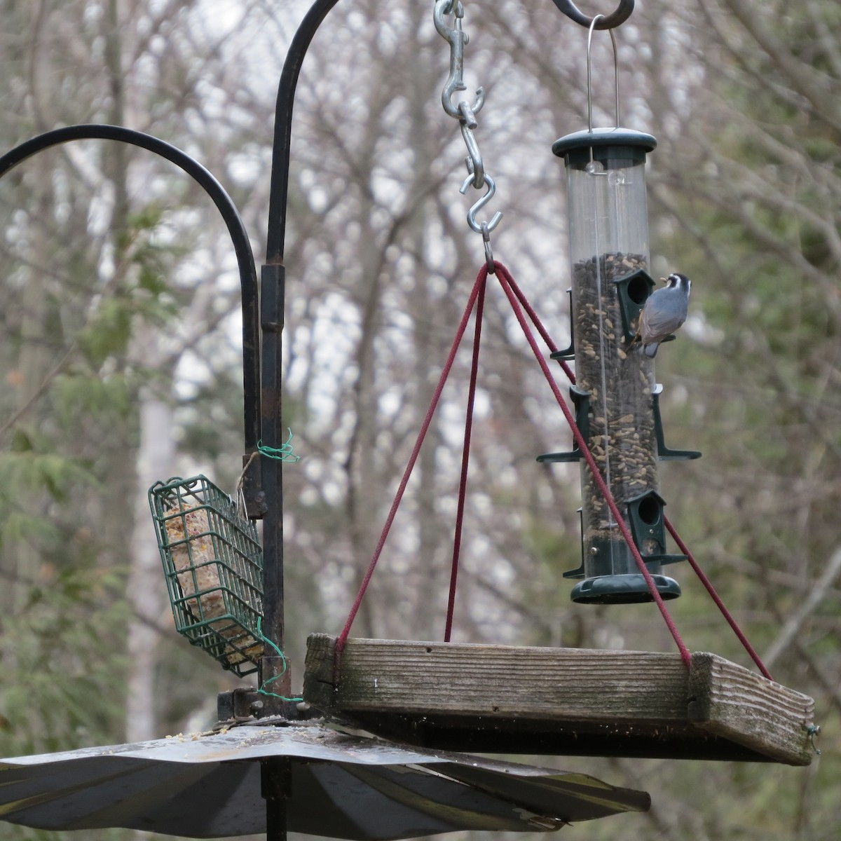 Red-breasted Nuthatch - ML612457448