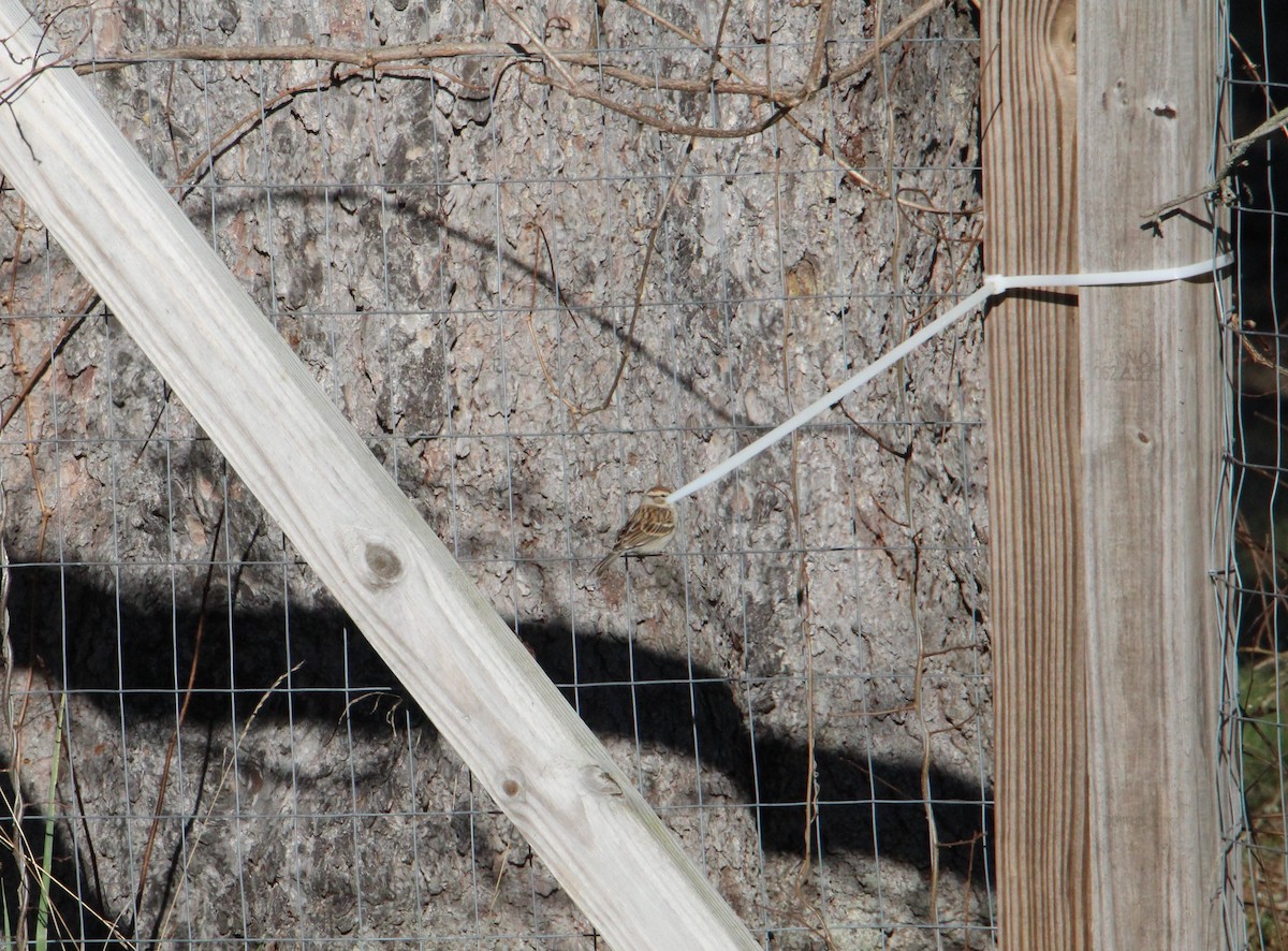 Карнатка білоброва - ML612457476