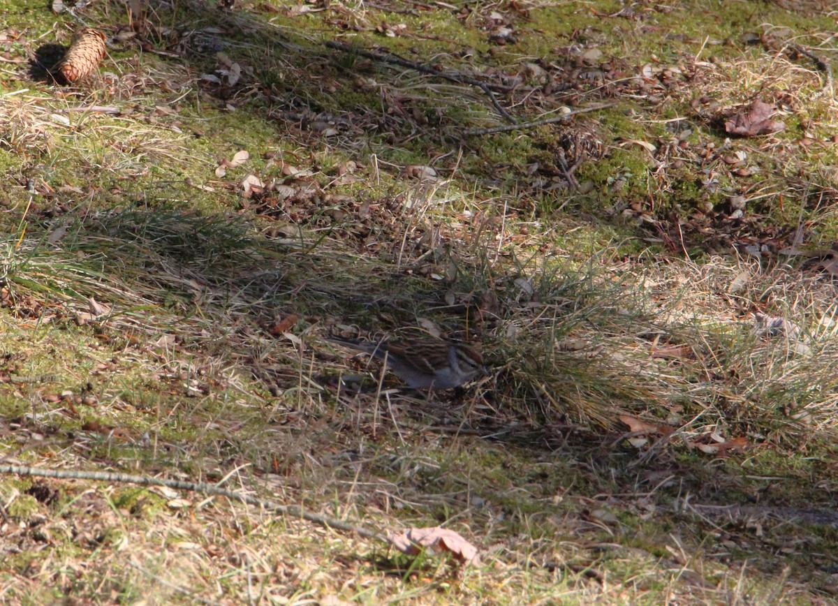 Карнатка білоброва - ML612457483