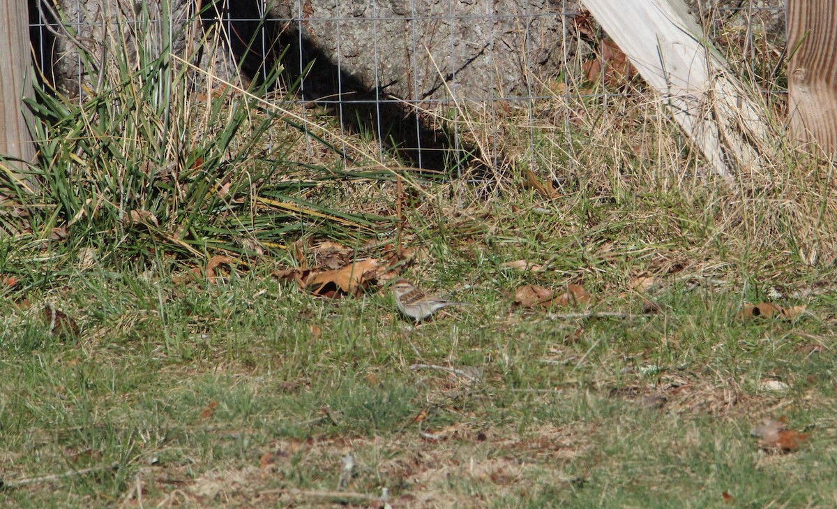 Карнатка білоброва - ML612457485