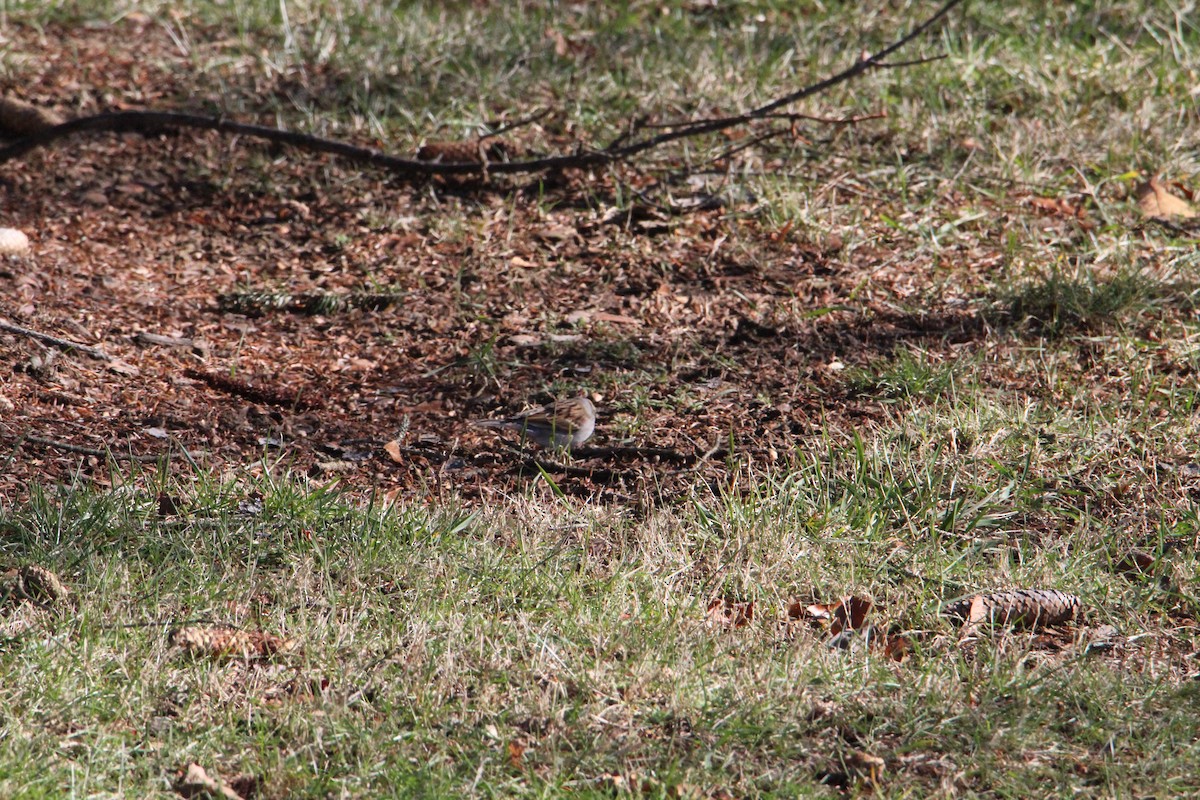 Карнатка білоброва - ML612457489