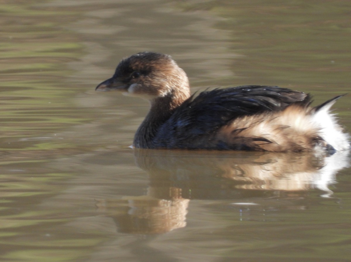 Pied-billed Grebe - ML612457582