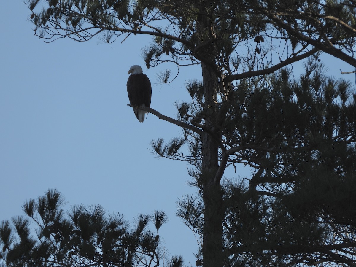 Bald Eagle - ML612457654