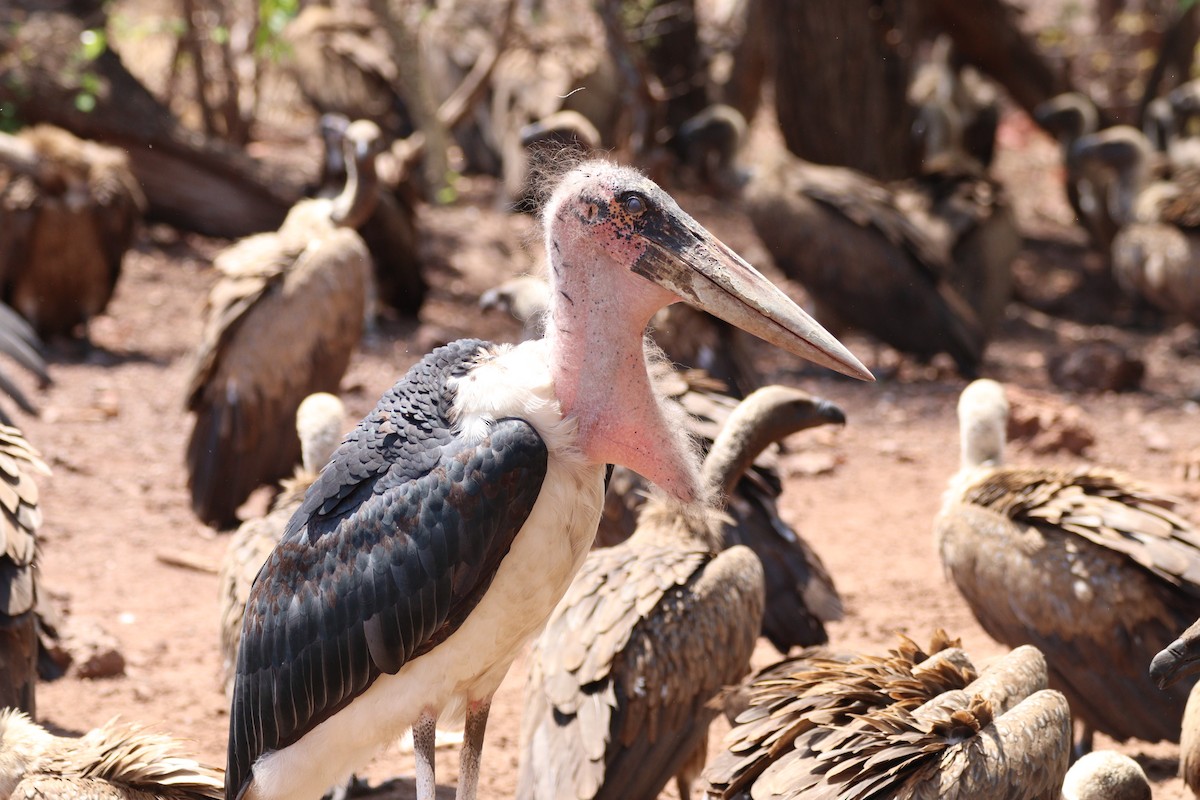 Marabou Stork - ML612457734