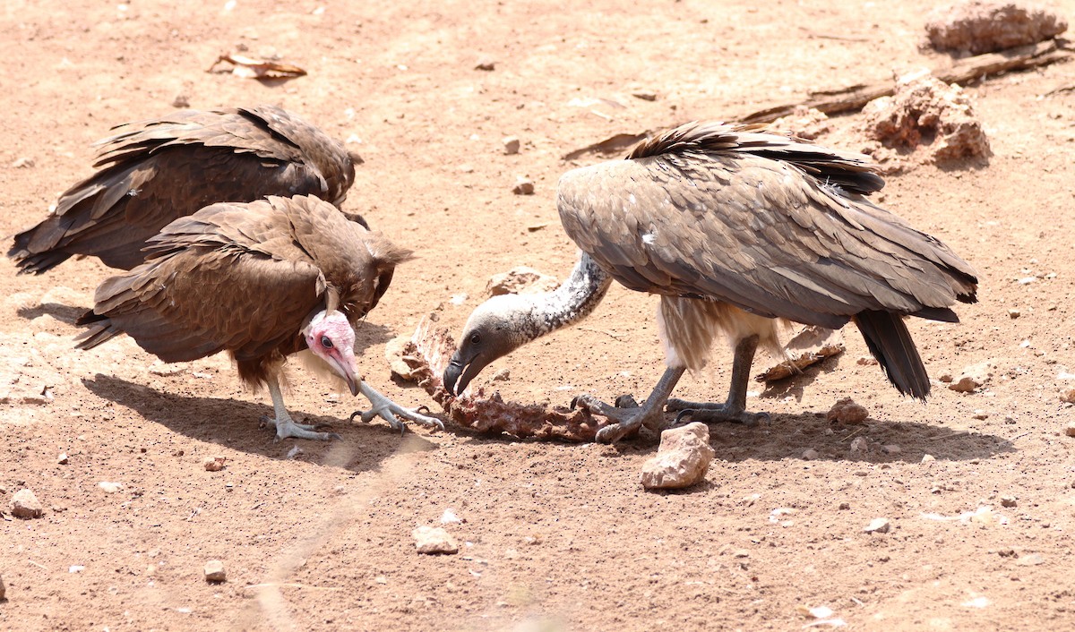 Hooded Vulture - Patrick Sysiong