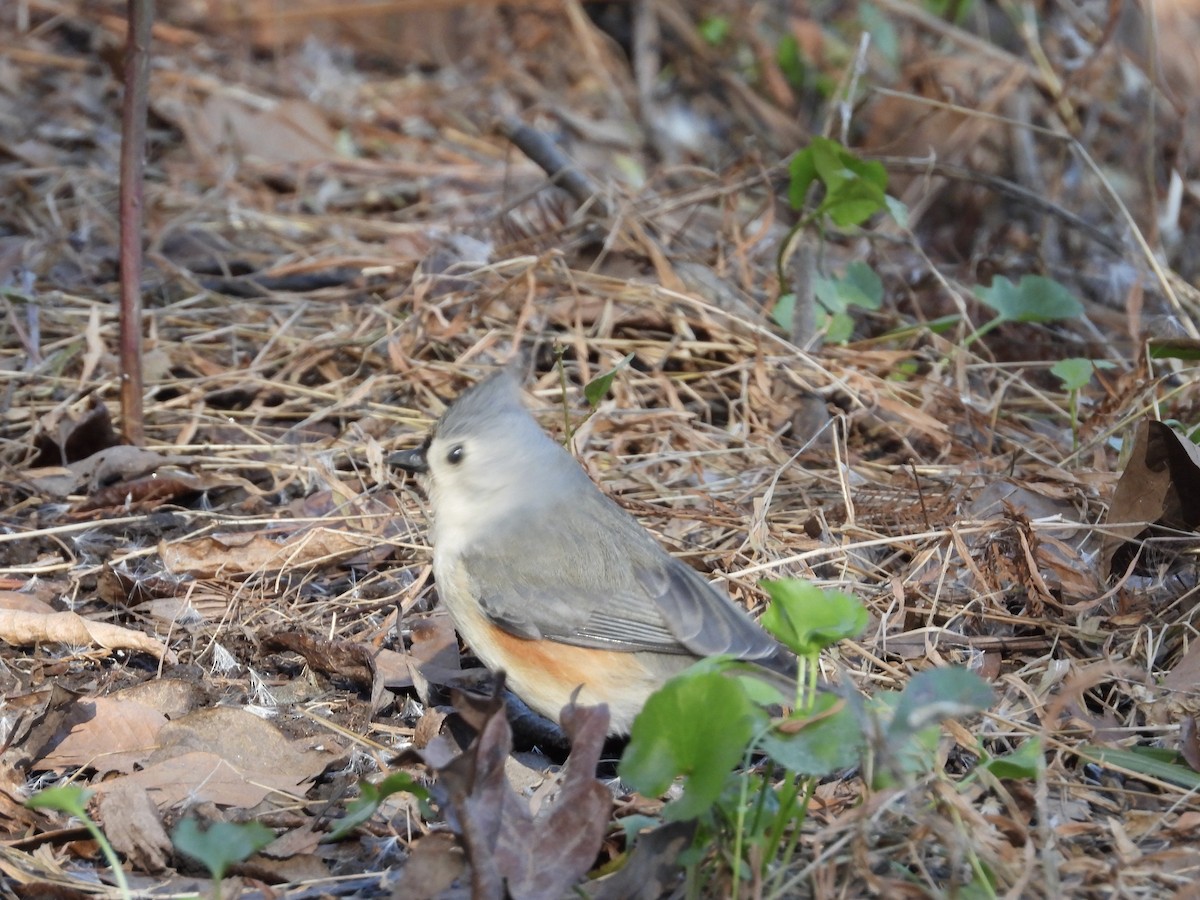 Tufted Titmouse - ML612457749