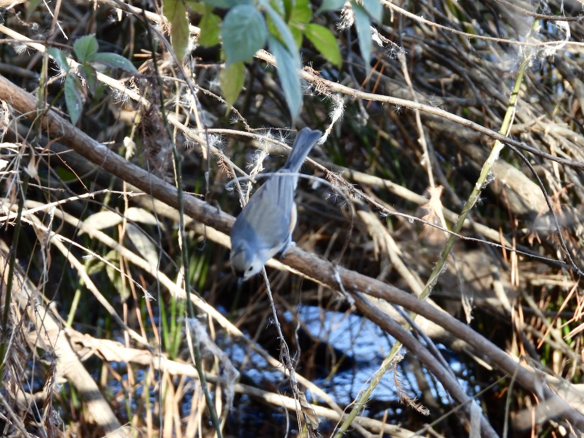 Tufted Titmouse - ML612457750