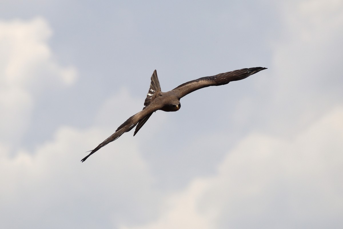 Black Kite (Yellow-billed) - ML612457760