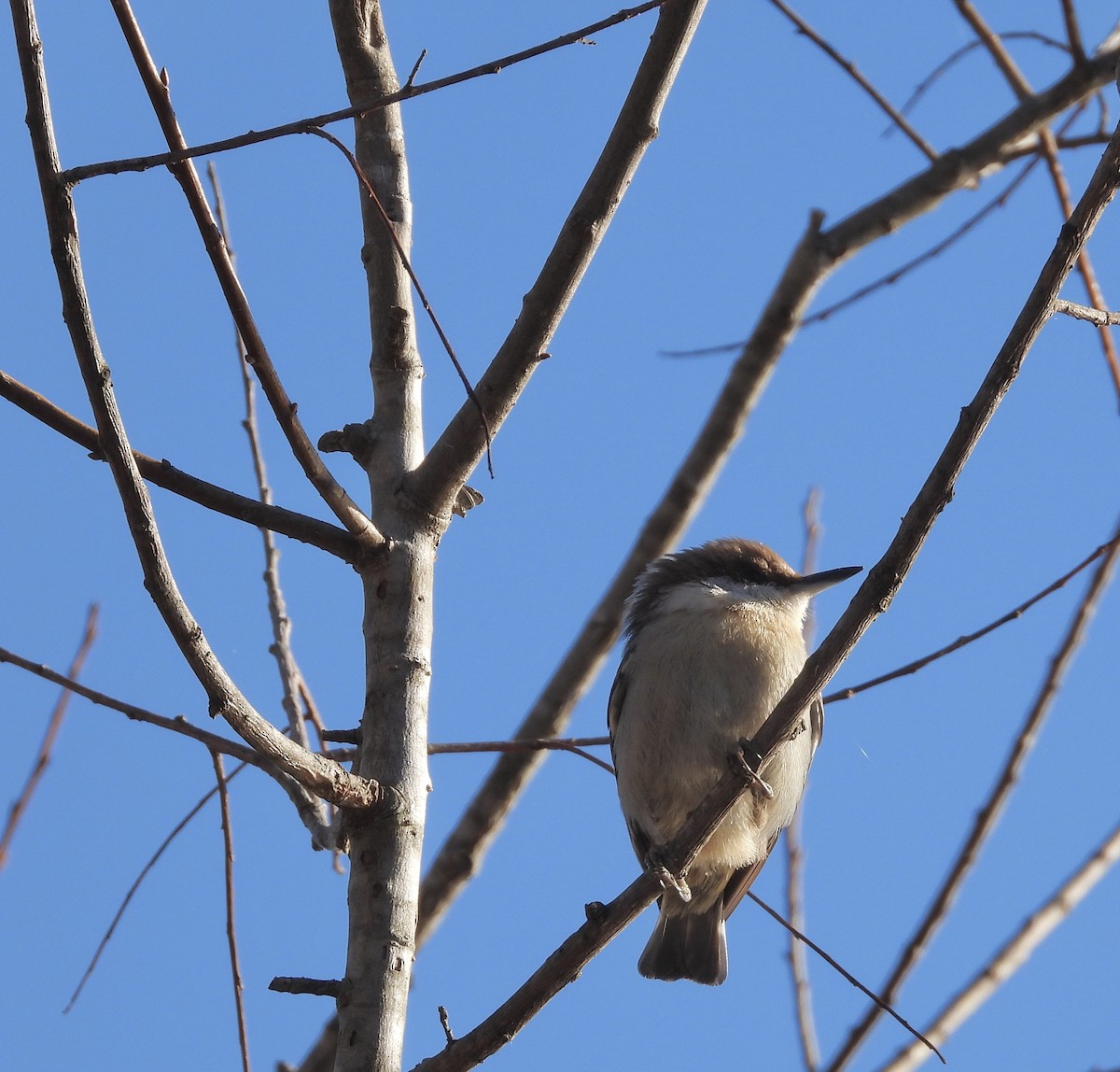 Brown-headed Nuthatch - ML612457767
