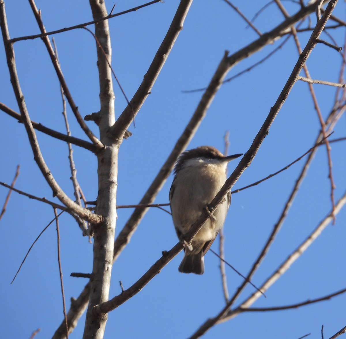 Brown-headed Nuthatch - ML612457768