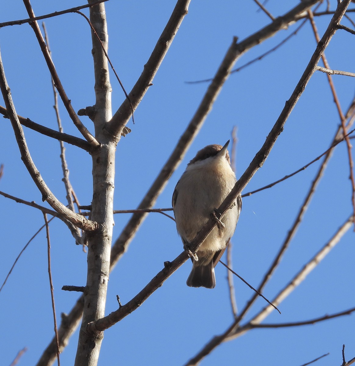 Brown-headed Nuthatch - ML612457769