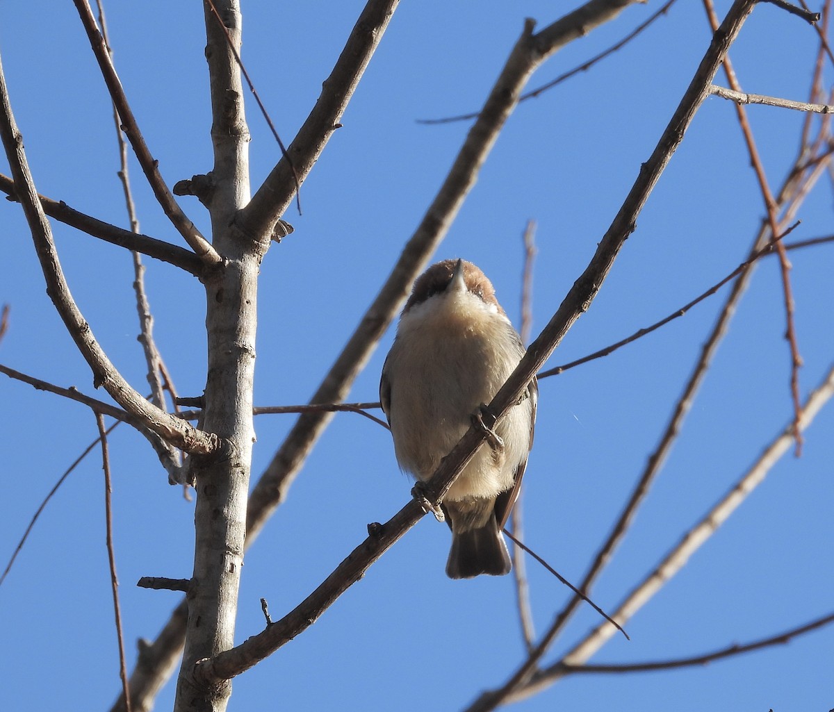 Brown-headed Nuthatch - ML612457770
