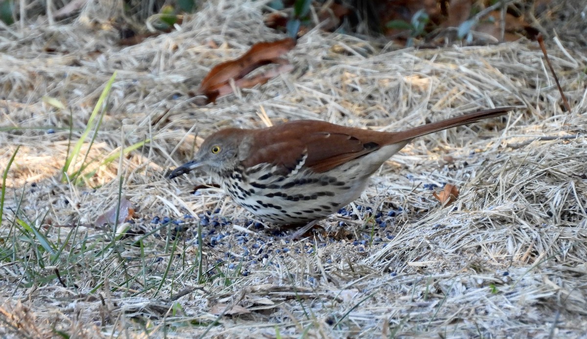 Brown Thrasher - ML612457806
