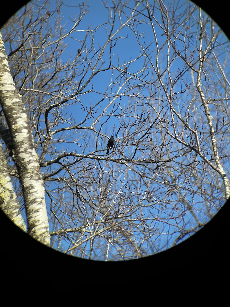 Rusty/Brewer's Blackbird - ML612457826