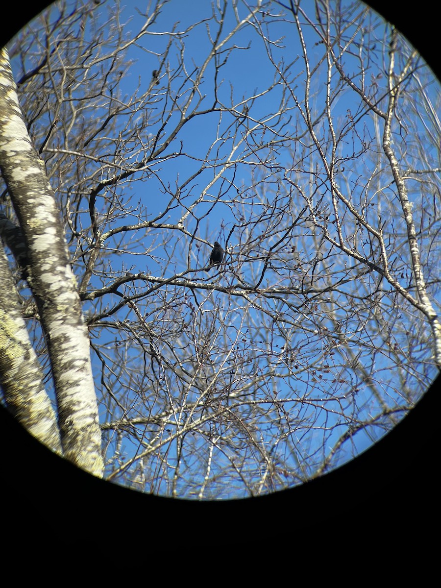 Rusty/Brewer's Blackbird - ML612457827