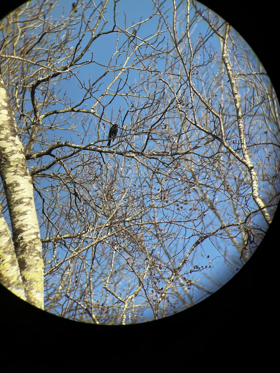 Rusty/Brewer's Blackbird - ML612457828