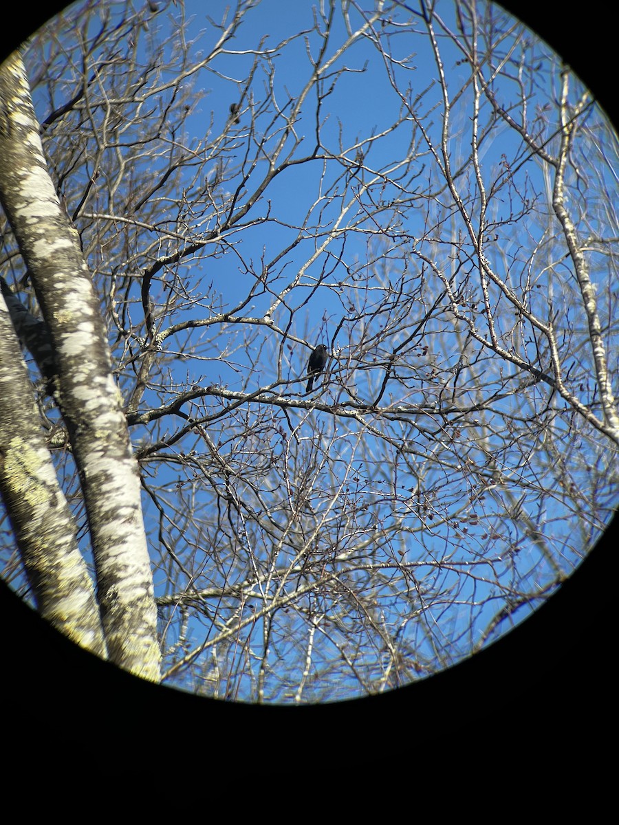 Rusty/Brewer's Blackbird - ML612457830