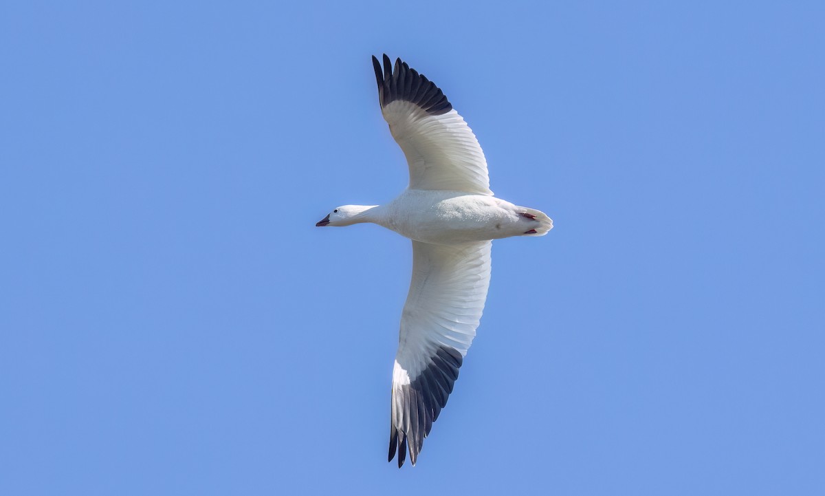 Ross's Goose - ML612457847