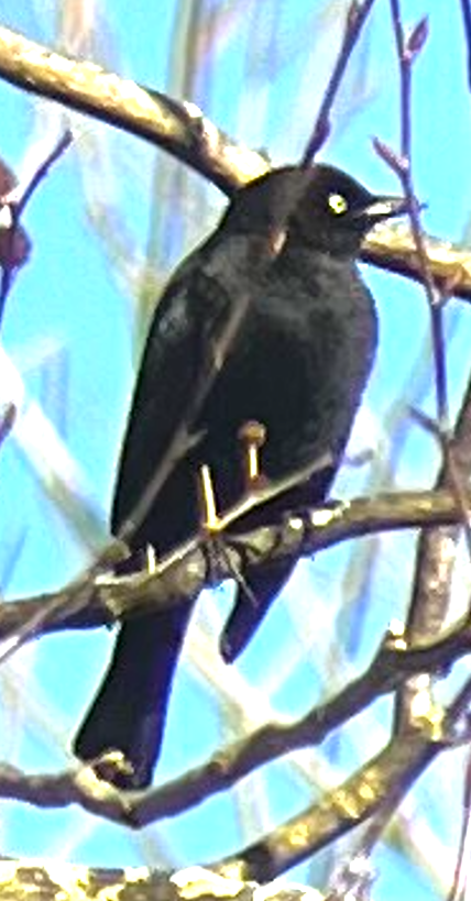 Rusty/Brewer's Blackbird - ML612457849