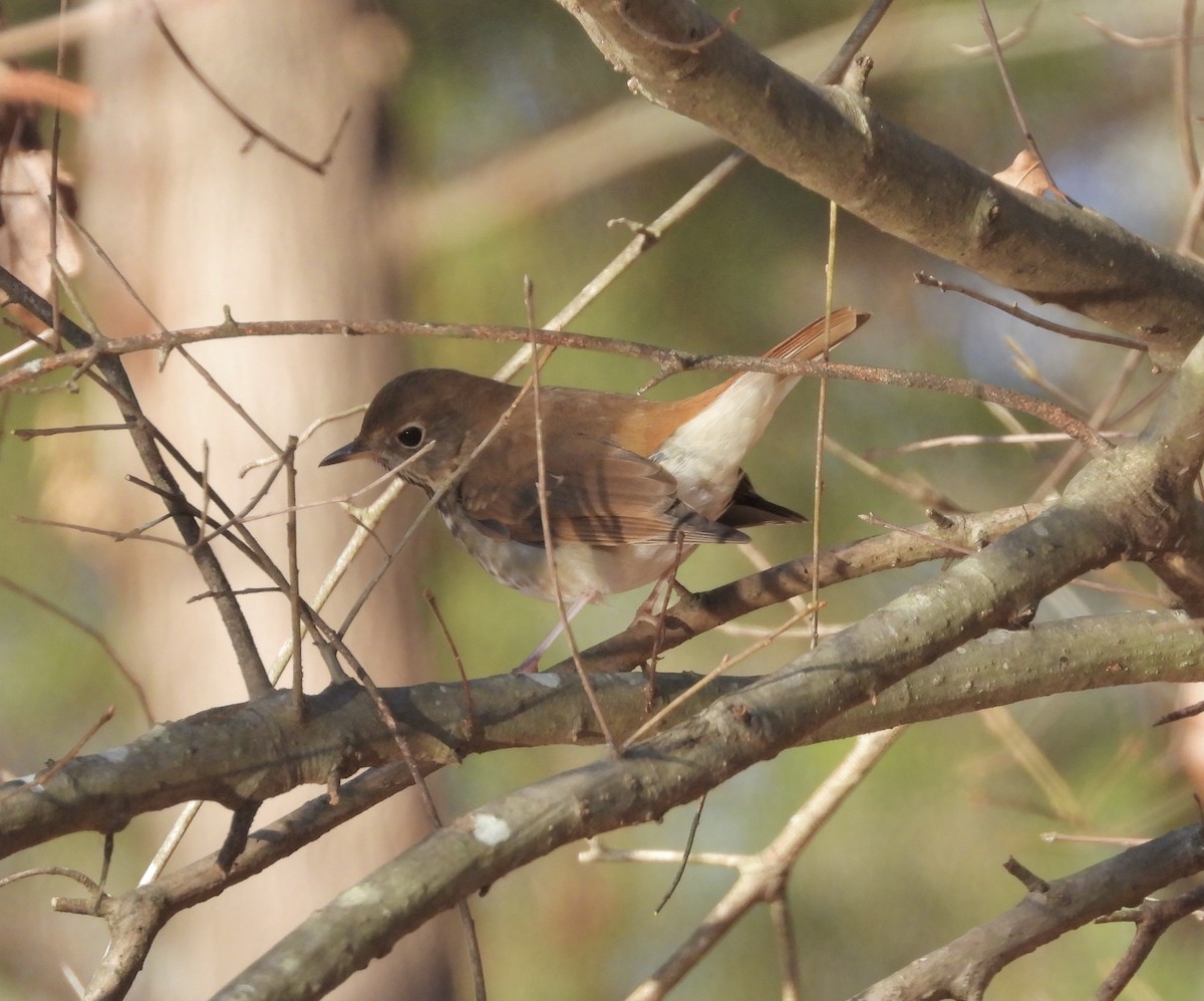 Hermit Thrush - ML612457877