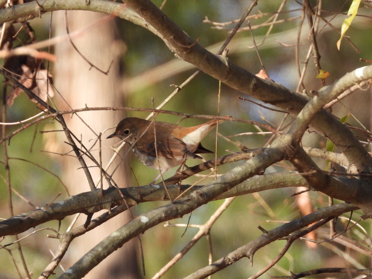 Hermit Thrush - ML612457878
