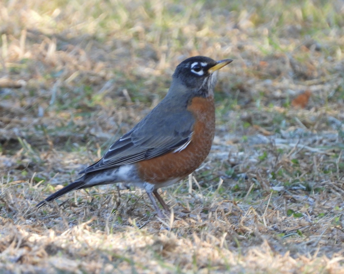 American Robin - ML612457893