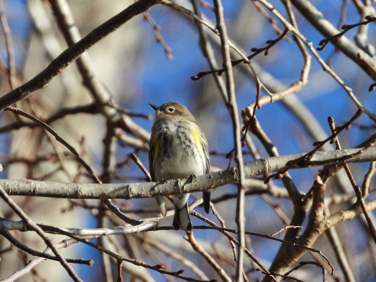 Yellow-rumped Warbler - Lawrence Zoller