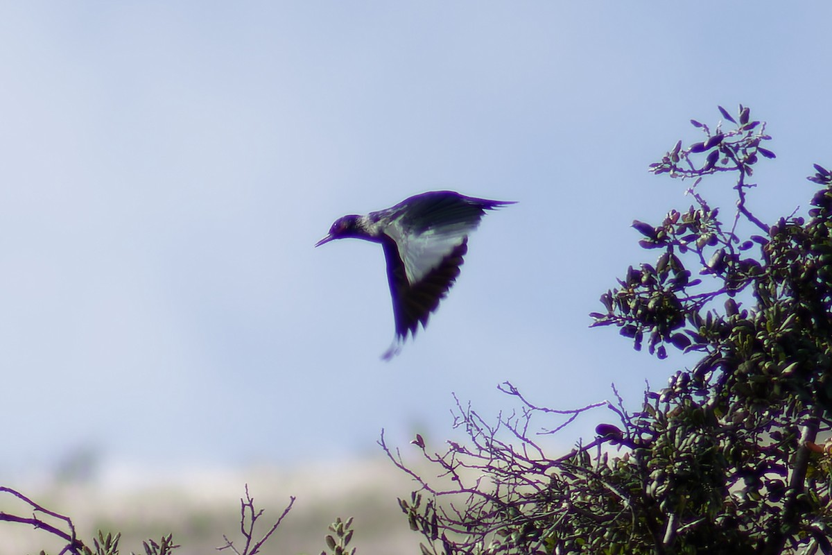 Lewis's Woodpecker - ML612458020