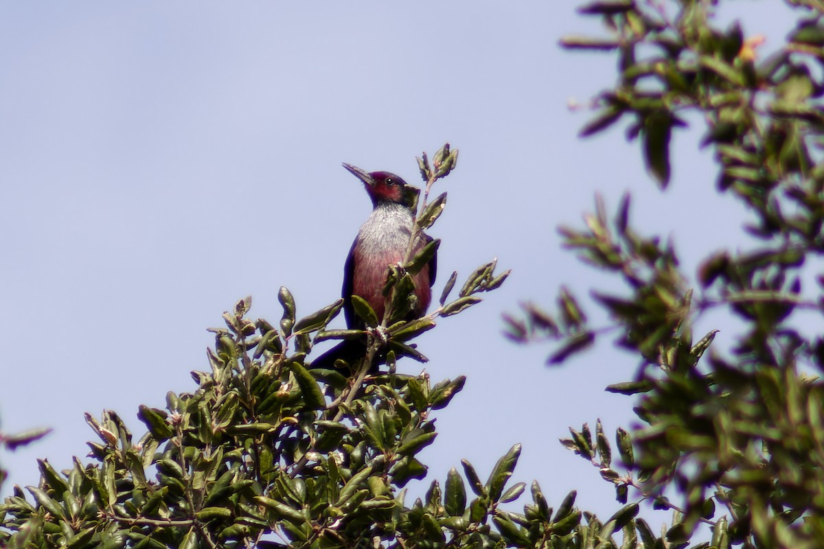 Lewis's Woodpecker - ML612458021