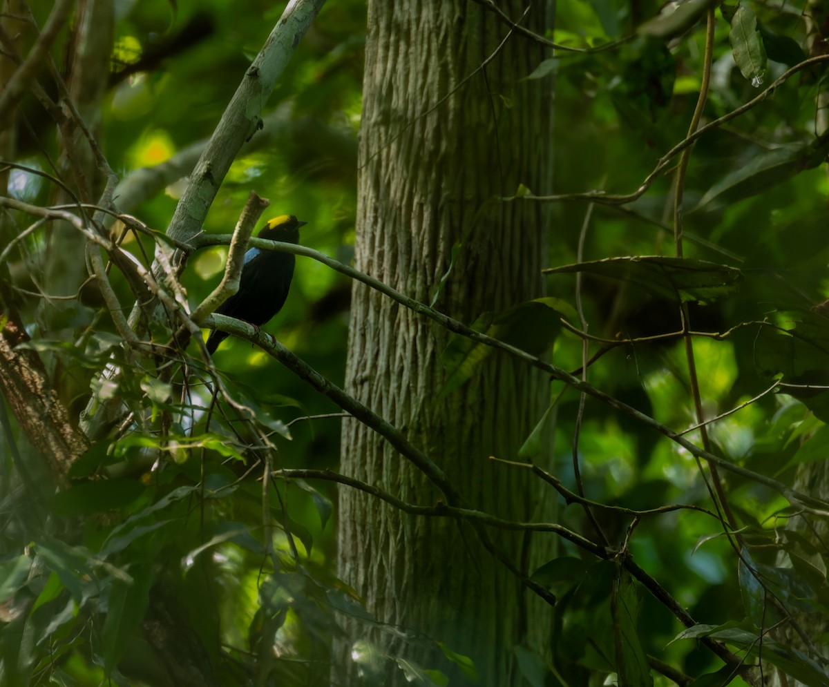 Blue-backed Manakin (regina) - ML612458023