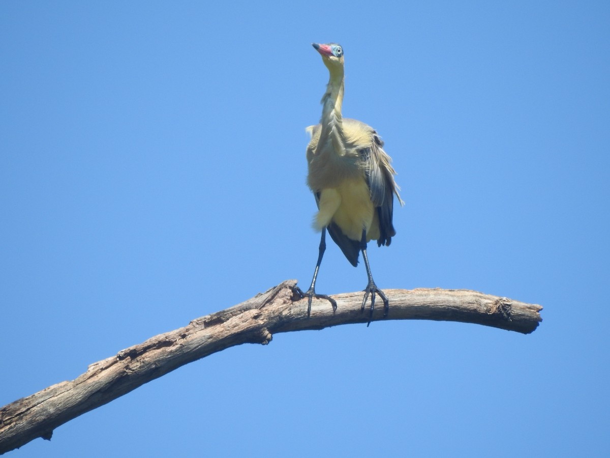 Whistling Heron - ML612458098