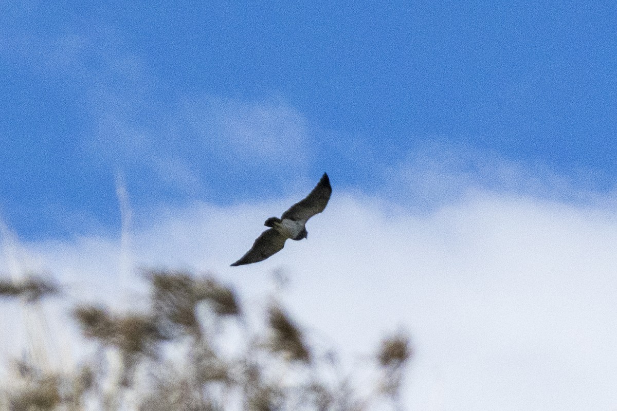 Black-chested Buzzard-Eagle - ML612458101