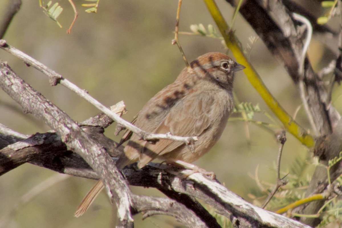 Rufous-winged Sparrow - ML612458144