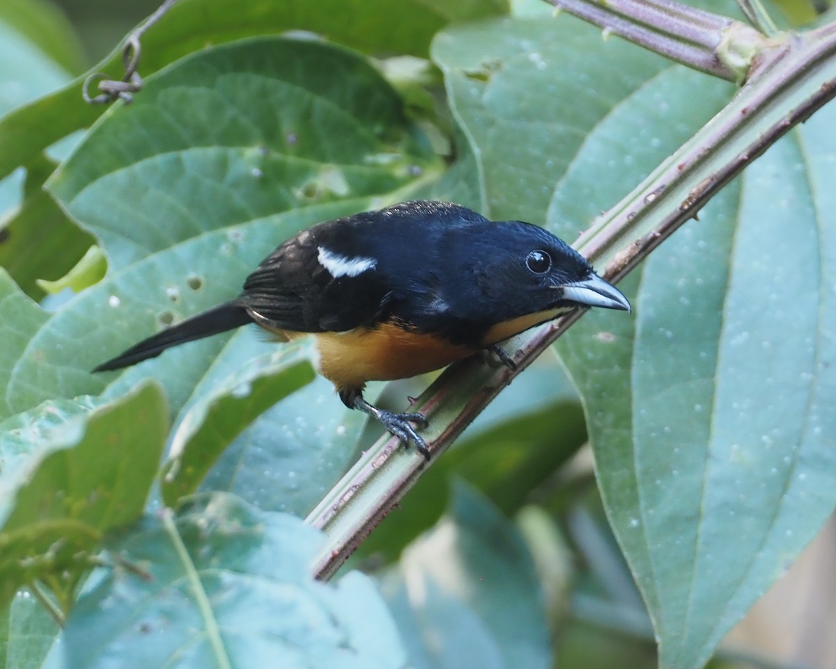 Yellow-crested Tanager - ML612458182