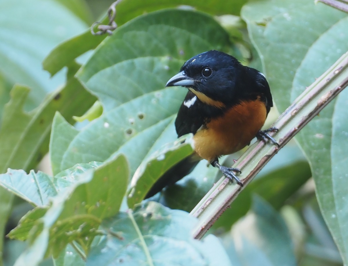 Yellow-crested Tanager - ML612458191