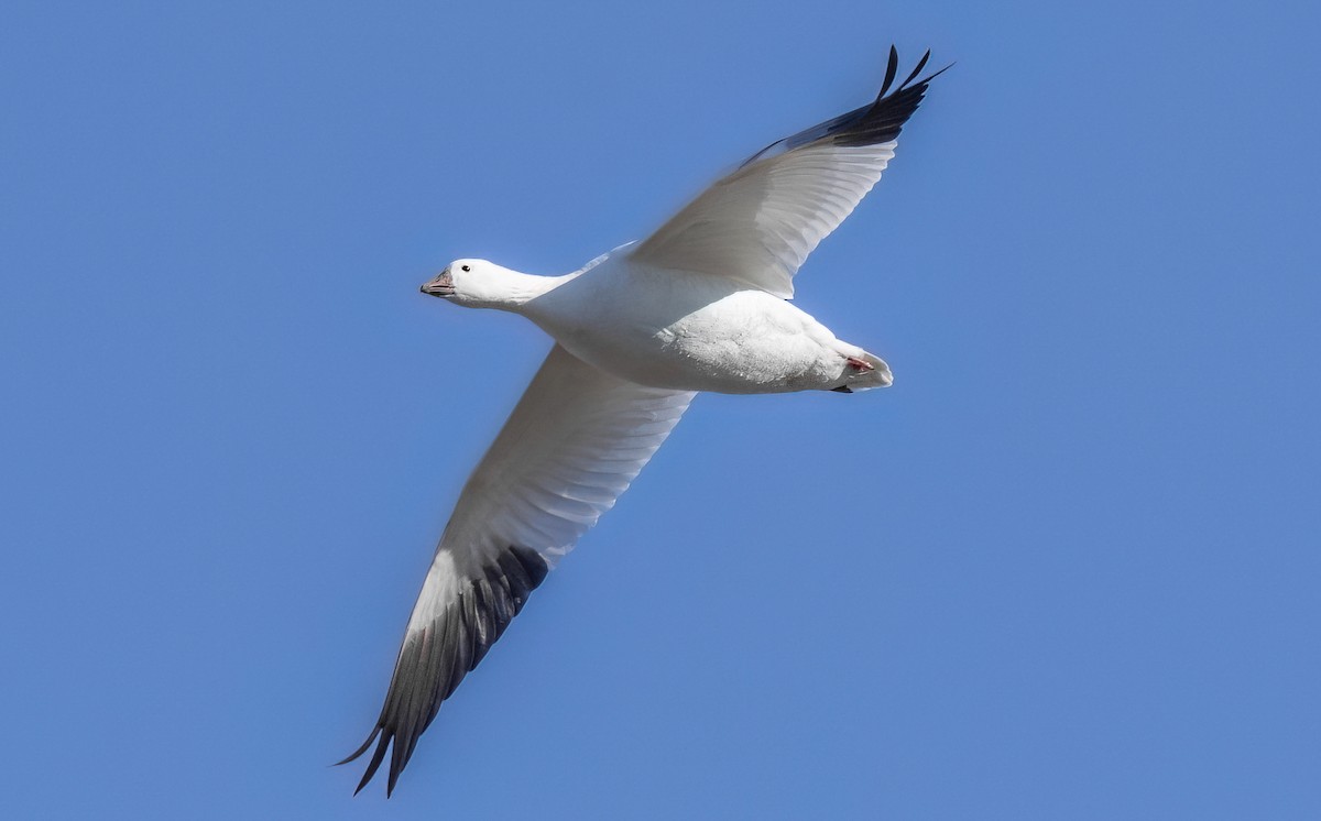 Ross's Goose - ML612458291