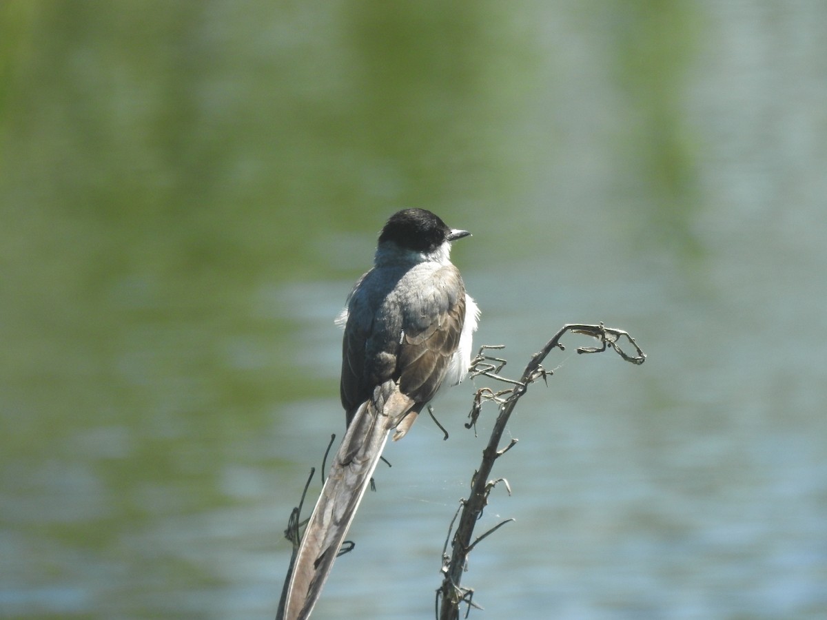 Gabelschwanz-Königstyrann - ML612458318