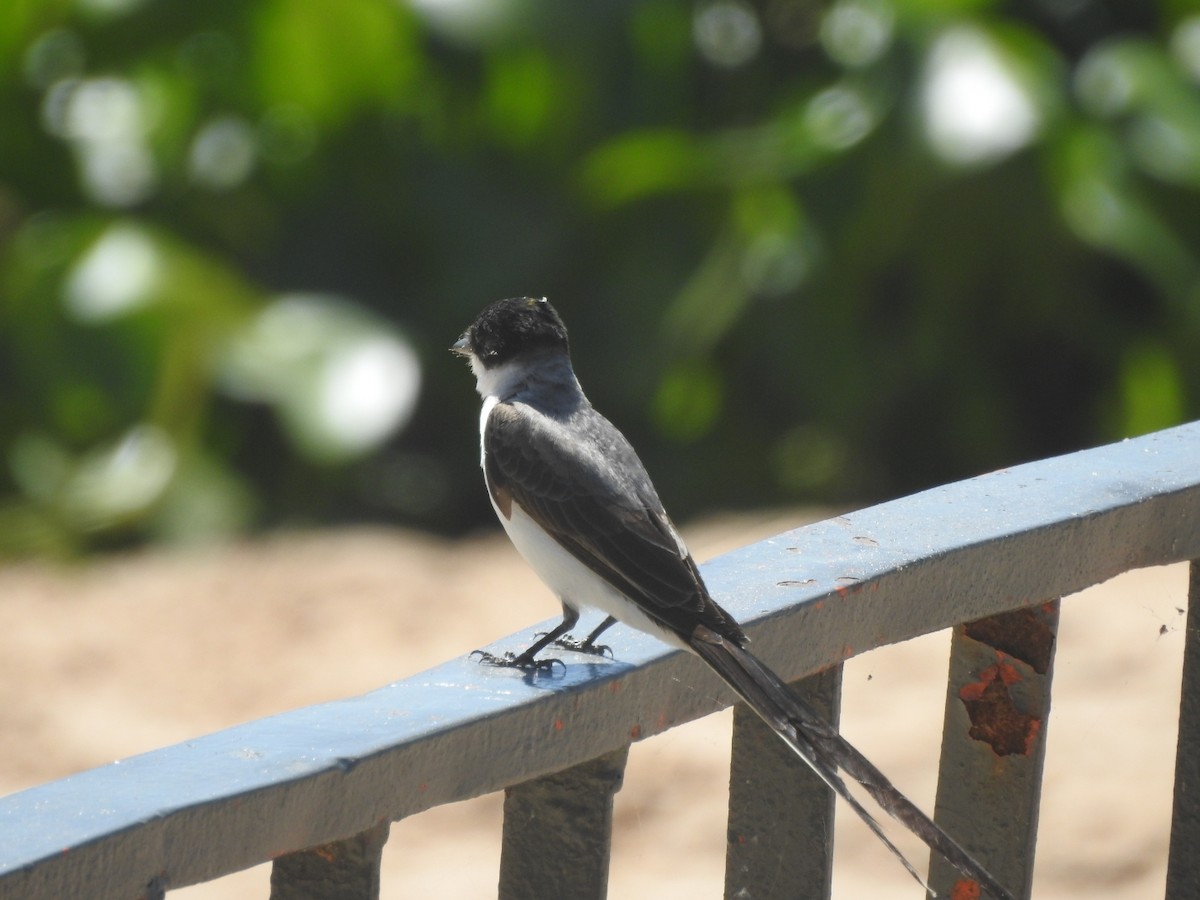 Fork-tailed Flycatcher - ML612458319