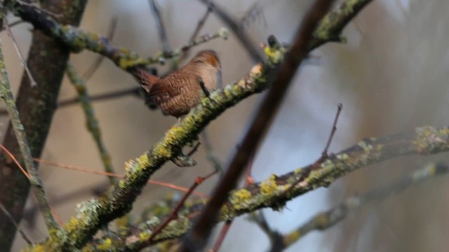 Eurasian Wren - ML612458370