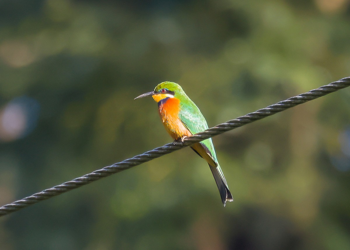 Cinnamon-chested Bee-eater - Ian Burgess